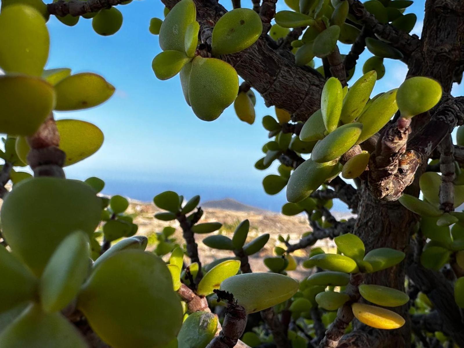 Casa Rural Anton Piche With Pool-Adults Only Granadilla De Abona Εξωτερικό φωτογραφία