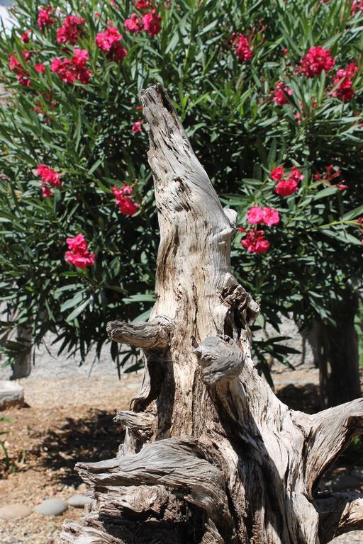 Casa Rural Anton Piche With Pool-Adults Only Granadilla De Abona Εξωτερικό φωτογραφία
