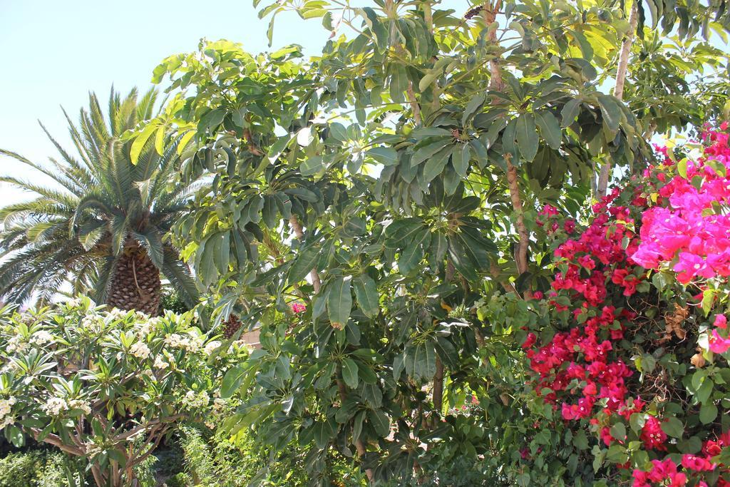 Casa Rural Anton Piche With Pool-Adults Only Granadilla De Abona Εξωτερικό φωτογραφία
